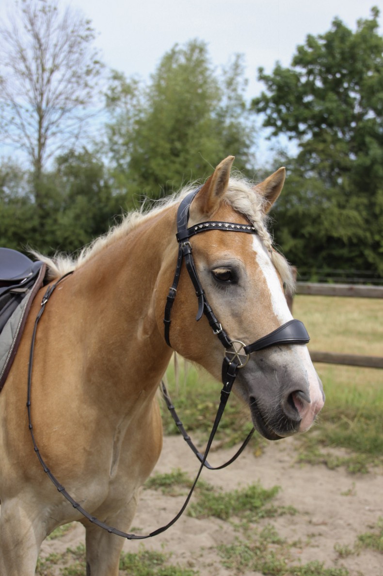 bitloos hoofdstel haflinger paardvriendelijk